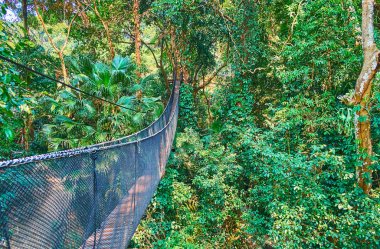 Uzun asılı köprü, Tree Top Walk, Mae Fah Luang bahçe, Do