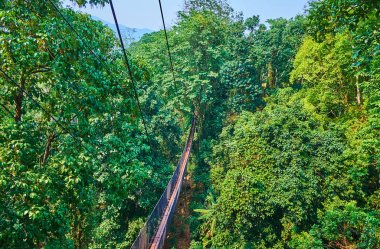Asma köprü, Tree Top Walk, Mae Fah Luang bahçe, Doi Tun