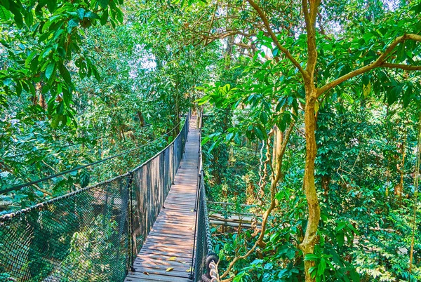 Atração extrema de Tree Top Walk, Mae Fah Luang jardim, Doi T — Fotografia de Stock