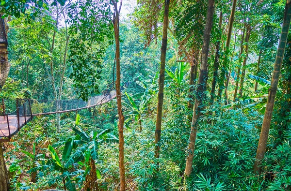 Selva tropical desde puente colgante, Tree Top Walk, Mae F —  Fotos de Stock