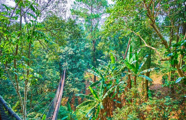 A floresta no desfiladeiro de Tree Top Walk, Mae Fah Luang jardim, Doi — Fotografia de Stock