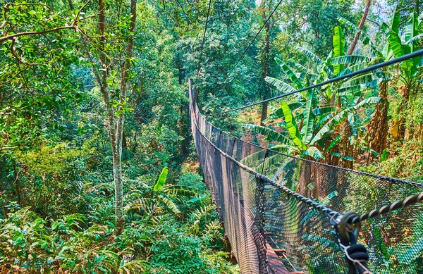 Spaziergang im tiefen Regenwald, Baumwipfelpfad, mae fah luang garden, do — Stockfoto