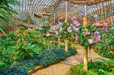 Orkide Içinde Mae Fah Luang bahçe, Doi Tung, Tayland
