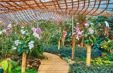 Mae Fah Luang bahçe, Doi Tung, Tay orkide çiçekleri keyfini çıkarın