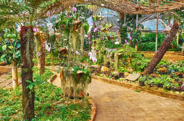 Mae Fah Luang orkide bahçesinde, Doi Tung, Tayland