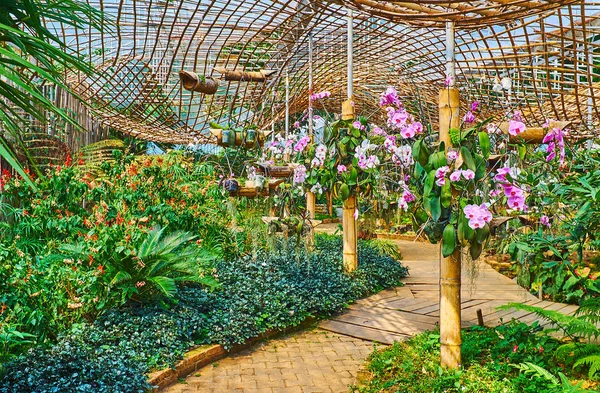 Orquídeas en el jardín de Mae Fah Luang, Doi Tung, Tailandia — Foto de Stock