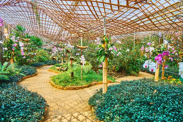 Departamento de orquídeas del jardín Mae Fah Luang, Doi Tung, Tailandia — Foto de Stock