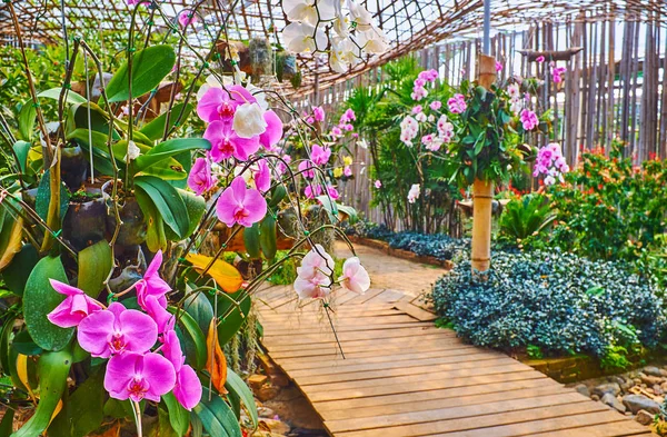Las orquídeas florecientes en el jardín de Mae Fah Luang, Doi Tung, Tailandia — Foto de Stock
