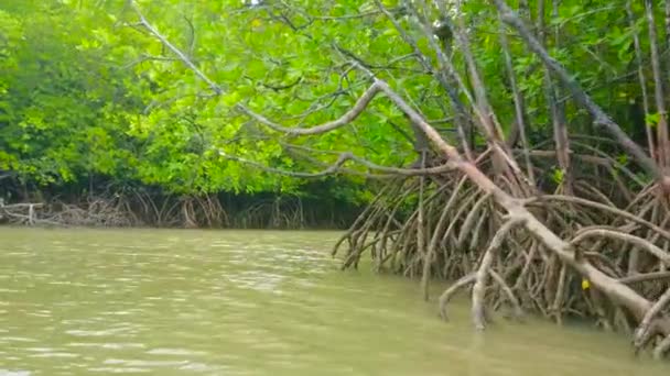 Jelajahi Hutan Bakau Yang Dalam Pulau Thalu Selama Perjalanan Perahu — Stok Video