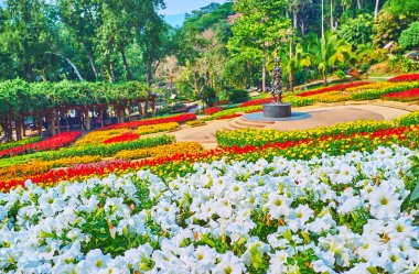 Mae Fah Luang bahçesinde beyaz petunya çiçek yatağı, Doi Tung, T
