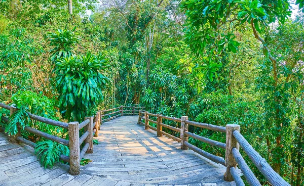 Callejón curvo en exuberante bosque, Mae Fah Luang jardín, Doi Tung, Tha —  Fotos de Stock