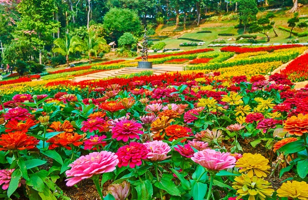 Красочные хризафемы в саду Mae Fah Luang, Doi Tung, Th — стоковое фото