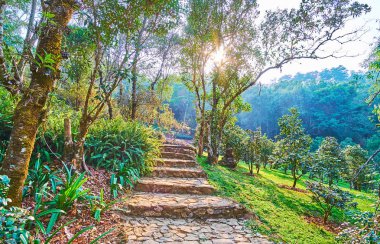 Yeşillikler arasında merdivenler, Mae Fah Luang Arboretum, Doi Chan