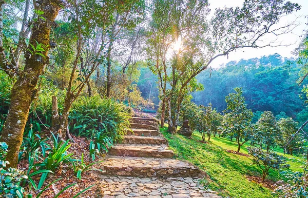 The stairs among the greenery, Mae Fah Luang Arboretum, Doi Chan — Stock Photo, Image