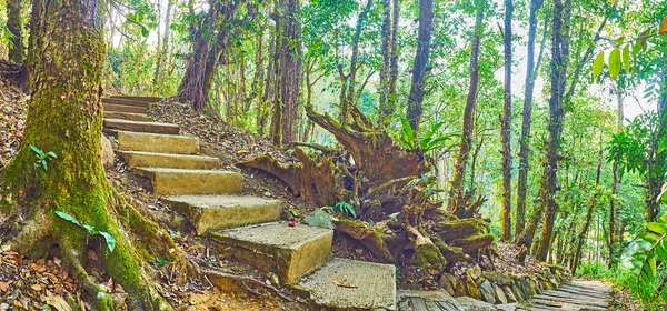 Beco curvo na floresta, Mae Fah Luang Arboretum, Doi Chang Moob , — Fotografia de Stock