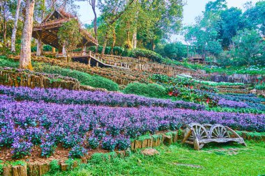 Bench in penstemon flower bed, Mae Fah Luang Arboretum, Doi Chan clipart