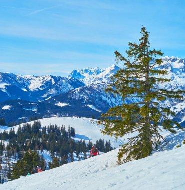 Bir Ladin ile peyzaj, Gosau, Salzkammergut, Avusturya