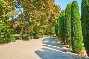 Thuja ağaçlarıile sokak, Laleh Park, Tahran, İran