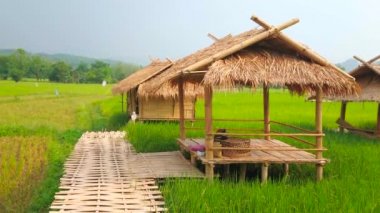Bir çeltik alanında bulunan ve dar bir bambu köprü, Chiang Rai banliyösünde, Tayland ile birbirine bağlı doğal bambu lounge pavyonlar,