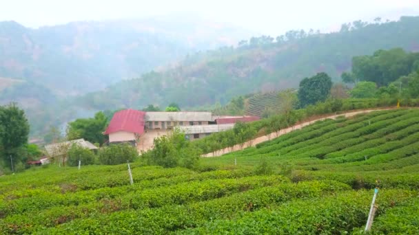 Panorama Foggy Tea Plantation Mae Salong Chinese Yunnan Tea Village — Stock Video