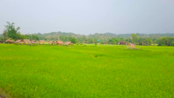 Panorama Zielonego Pola Ryżowego Malowniczym Krajobrazowym Salonem Zawierającym Bambusowe Pawilony — Wideo stockowe