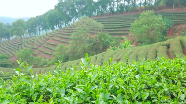 Vista Sobre Plantação Chá Localizada Encosta Montanha Suave Com Folhas — Vídeo de Stock
