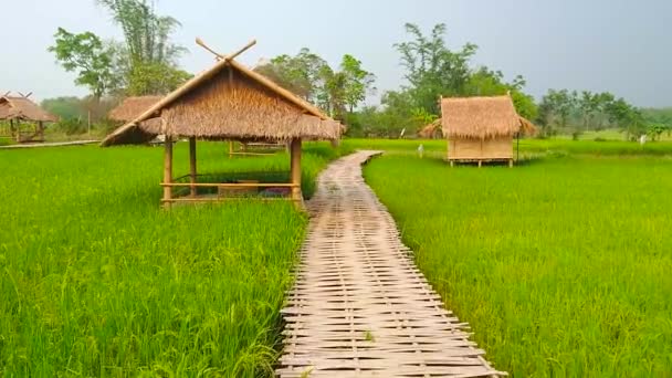 日陰でリラックスして自然と農地を楽しむための小さな竹の夏の家とジューシーな緑の水田の間の竹橋を歩く チェンライ郊外 — ストック動画