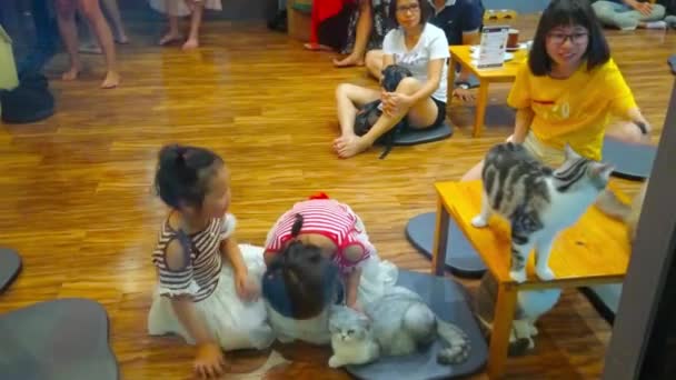 Chiang Rai Thailand Mai 2019 Inneneinrichtung Des Katzencafés Familien Mit — Stockvideo