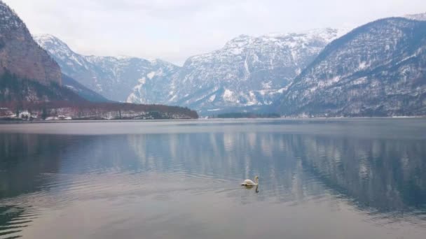 Samotny Biały Łabędź Unosi Się Wzdłuż Spokojnych Wód Jeziora Hallstattersee — Wideo stockowe