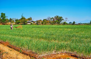Tarım arazileri, Hum Pho, Myanmar