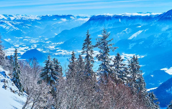 La forêt dans le givre, Zwolferhorn, St Gilgen, Salzkammergut , — Photo