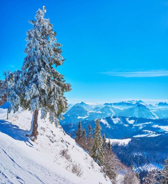 Dik bir yamaç üzerinde Ladin ağacı, Zwolferhorn, Salzkammergut, Austr