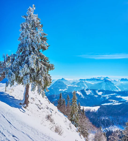 Dik bir yamaç üzerinde Ladin ağacı, Zwolferhorn, Salzkammergut, Austr