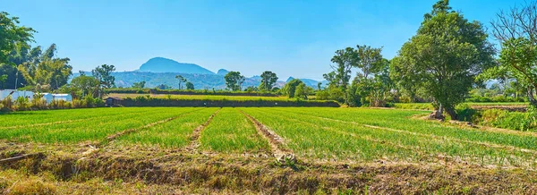 Sarımsak alanı panoraması, Hum Pho, Taunggyi, Myanmar