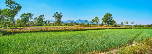 Hum Pho, Taunggyi, Myanmar'daki tarım arazilerinin panoraması