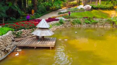 Chiang Rai, Tayland - 9 Mayıs 2019: Küçük kırmızı balık bir okul, Mae Fah Luang bahçe, Doi Tung, 9 Mayıs'ta Chiang Rai gölet kendi yem çaldı mallard ısırır