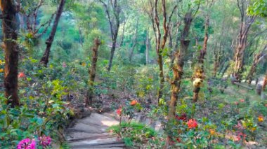 Dağlarda bulunan yemyeşil ormanda, mae Fah Luang Arboretum, Doi Chang Moob, Chiang Rai, Tayland bulunan gür orman, çiçekli rhododendrons ile dar sokak