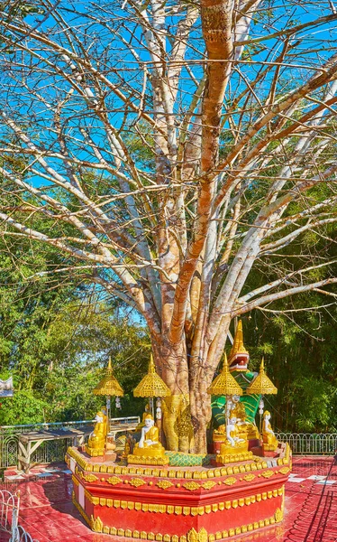 The Bodhi Tree of Shwe Phone Pwint Pagoda, Taunggyi, Myanmar — Stock Photo, Image