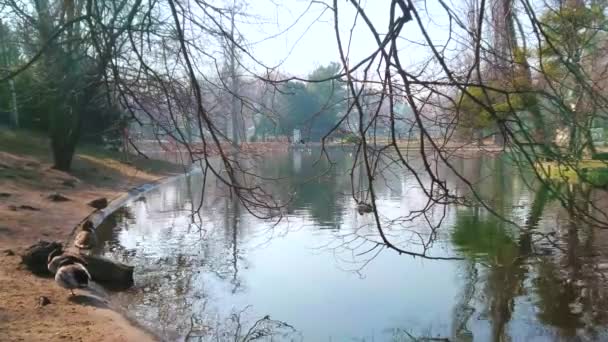 슈타트파크 Stadtpark 비엔나의 수많은 조류의 고향으로 현지인들은 연못의 둑에서 먹이를 — 비디오