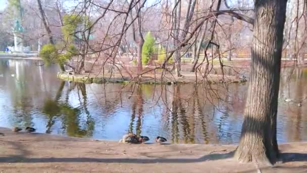 Die Kleine Herde Wilder Entchen Schläft Schatten Der Bäume Stadtpark — Stockvideo