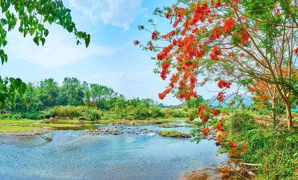 泰国派河绿岸 — 图库照片