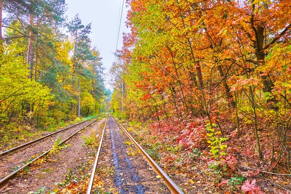 Die Farben des Herbstwaldes, Kiews, der Ukraine — Stockfoto