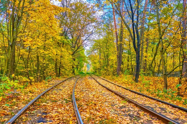 Podzim v lese, Kyjevě, Ukrajina — Stock fotografie