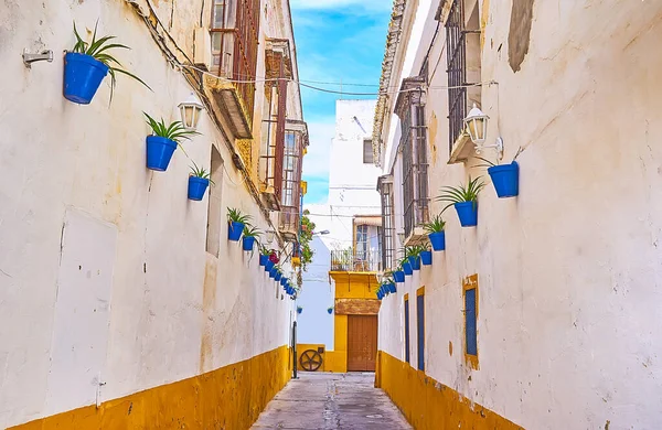 The narrow backstreet in old town, decorated with plants in blue pots, hanging on the houses walls, Sanlucar, Spain