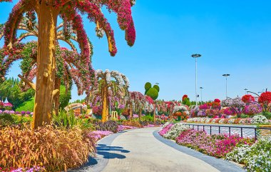 DUBAI, BAE - 5 Mart 2020: Kavisli sokakta yürüyün ve 5 Mart 'ta Dubai' de canlı çiçeklerle kaplı, petunya ve kadife çiçekli Miracle Garden 'ın peyzajının keyfini çıkarın.