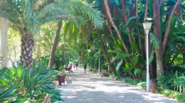 MALAGA, İspanya - 28 Eylül 2019: 28 Eylül 'de Malaga Parkı' nın uzun palmiyeler, çalılar ve banklarla kaplı sessiz gölgeli geçidi, Malaga 'da