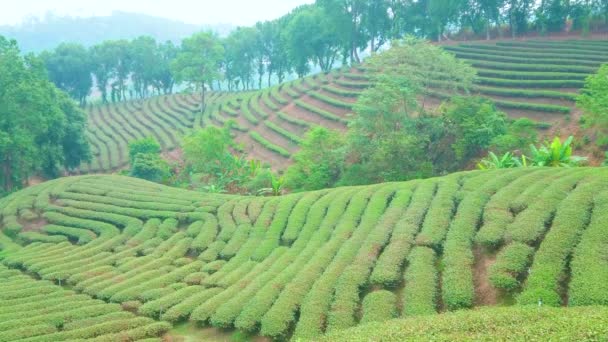 Hilly Landscape Tea Plantation Mae Salong Chinese Yunnan Tea Village — Stock Video