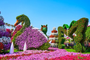 DUBAI, BAE - 5 Mart 2020: Miracle Garden 'daki petunya çiçekleri arasında kuğu, kelebek ve kedinin manzaralı çiçekleri, 5 Mart' ta Dubai 'de