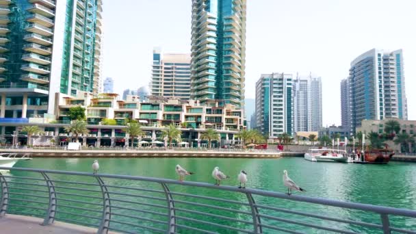 ドバイ アラブ首長国連邦 2020年3月2日 カモメは3月2日にドバイで 水上ボートや未来的な高層ビルを眺めながらドバイマリーナのバラスターに乗っています — ストック動画
