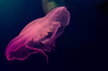 Aurelia aurita. Pembe ay denizanası. (arka plan)